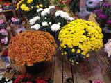 Fleuriste Martigues Chrysantheme Vert'tige de Fleurs Livraison Commande en ligne